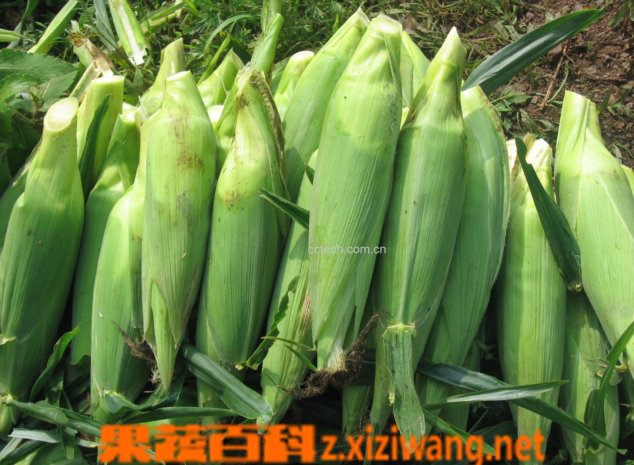 果蔬百科玉米-0