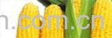 果蔬百科玉米-0