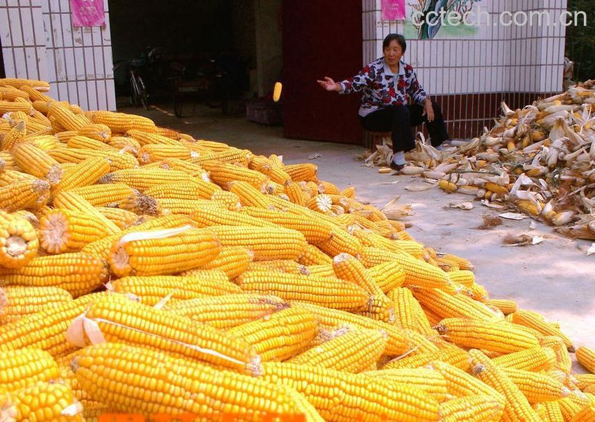 果蔬百科玉米-0