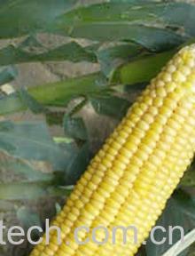 果蔬百科玉米-0