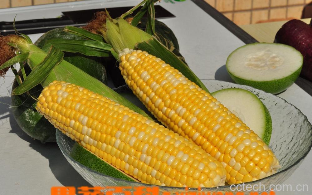 果蔬百科玉米-0