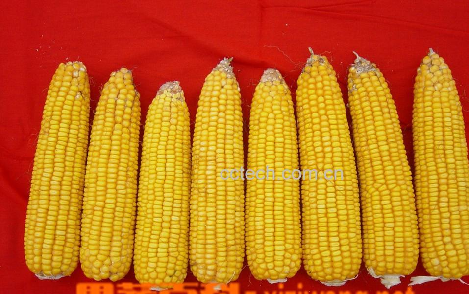 果蔬百科玉米-0