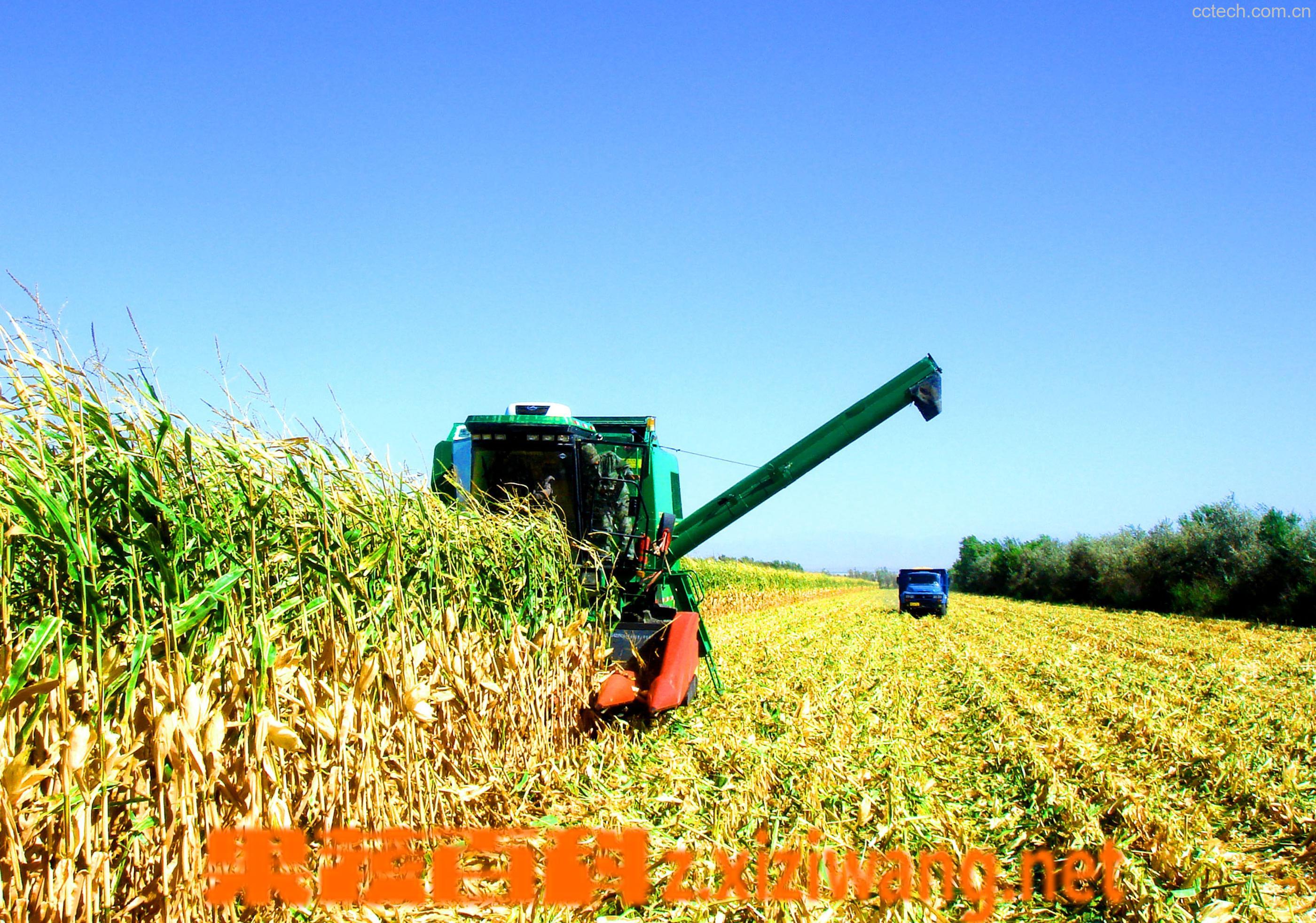 果蔬百科玉米-0