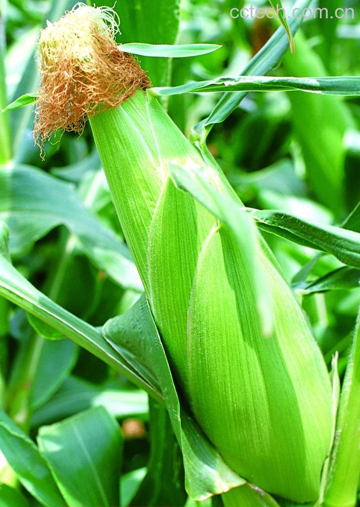 果蔬百科玉米-0