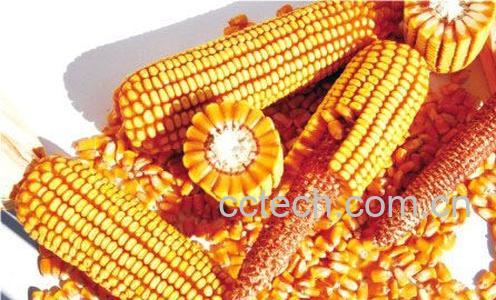 果蔬百科玉米种子-0