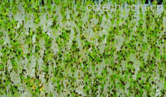 果蔬百科苜蓿芽-0