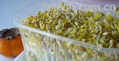 果蔬百科绿豆芽-0