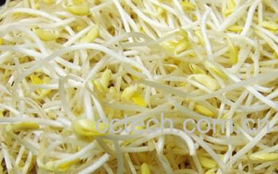 果蔬百科黄豆芽-0
