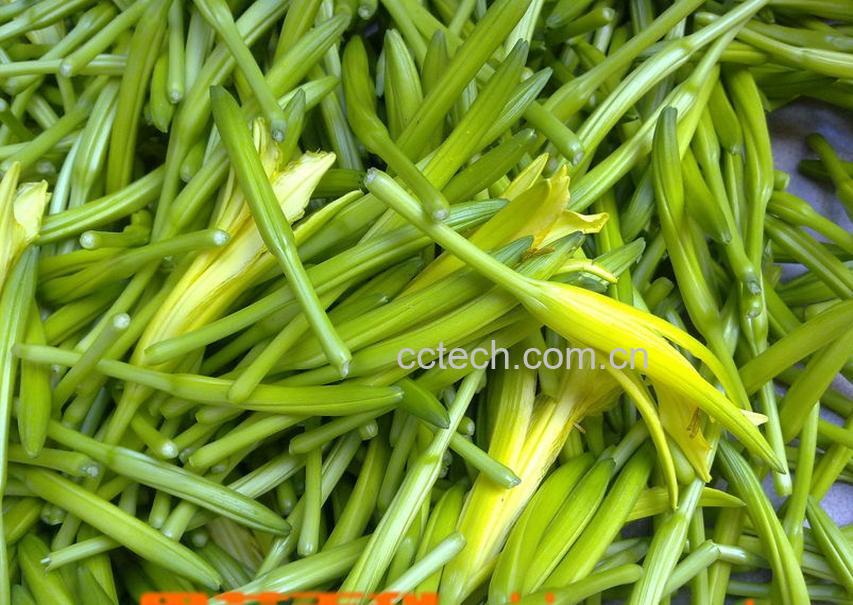 果蔬百科椿芽菜-0