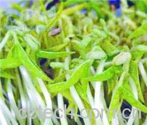 果蔬百科绿豆芽-0