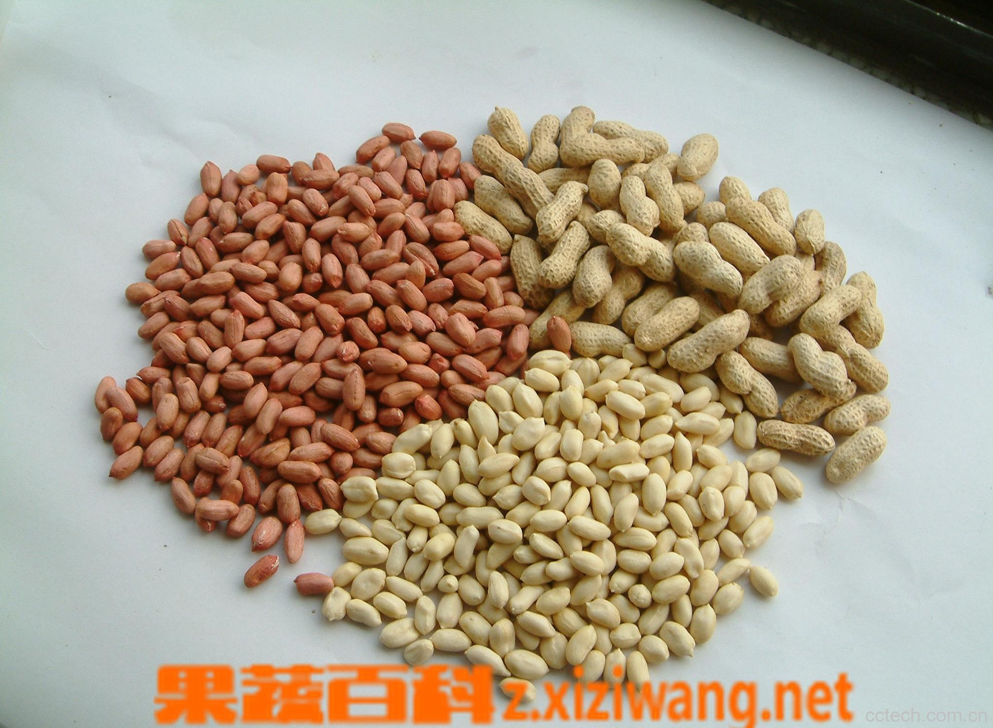 果蔬百科花生-0