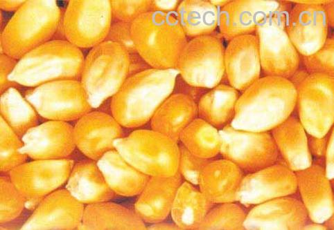 果蔬百科玉米种子-0