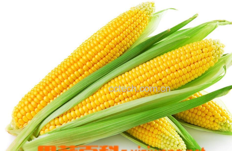 果蔬百科玉米-0