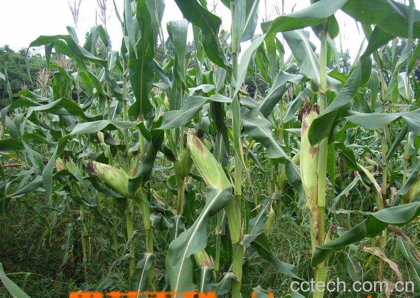 果蔬百科水果玉米-0