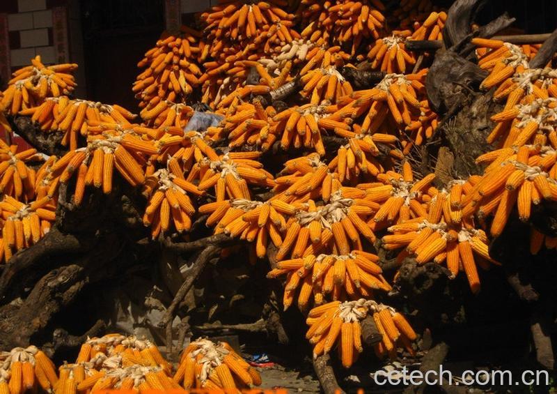 果蔬百科玉米-0