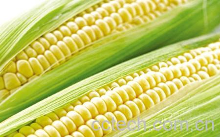 果蔬百科玉米-0