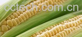 果蔬百科玉米-0