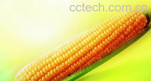 果蔬百科玉米-0