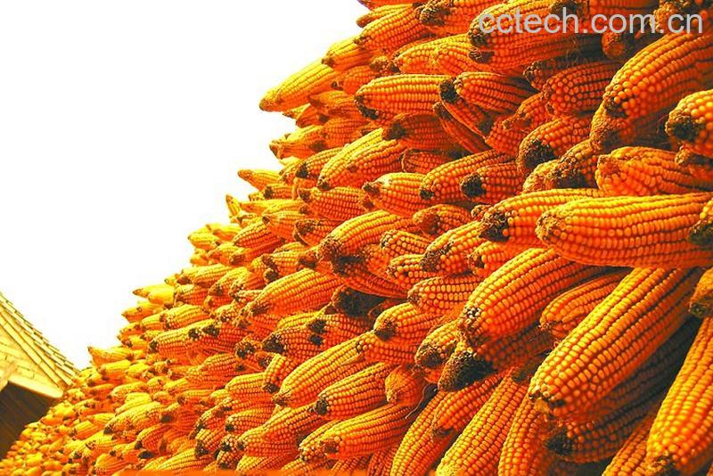果蔬百科玉米-0