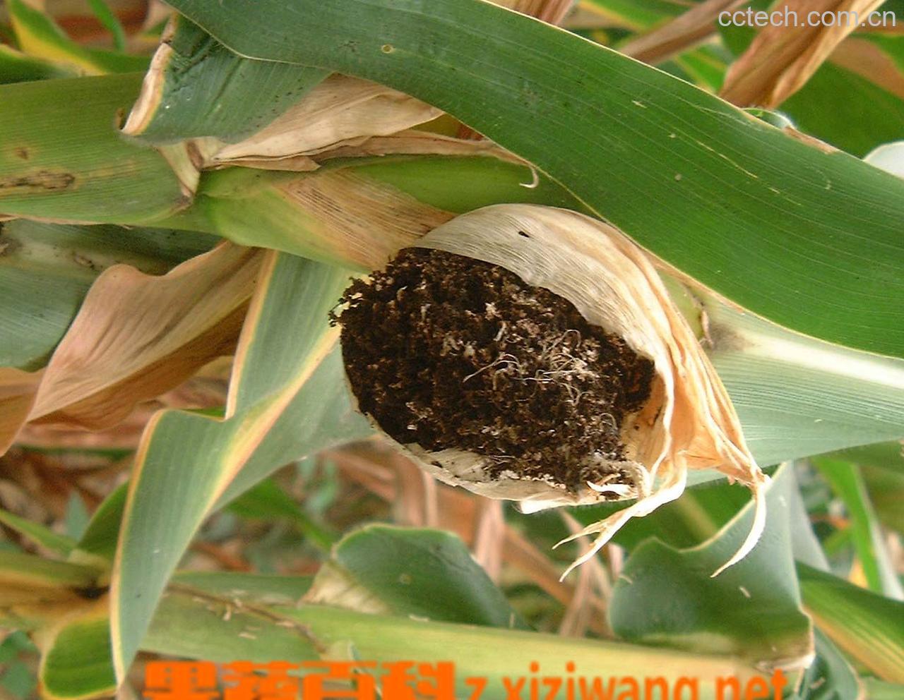 果蔬百科玉米黑粉-0