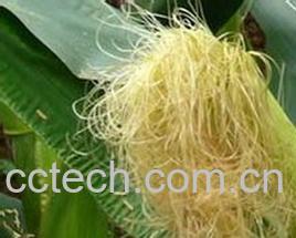 果蔬百科玉米须-0