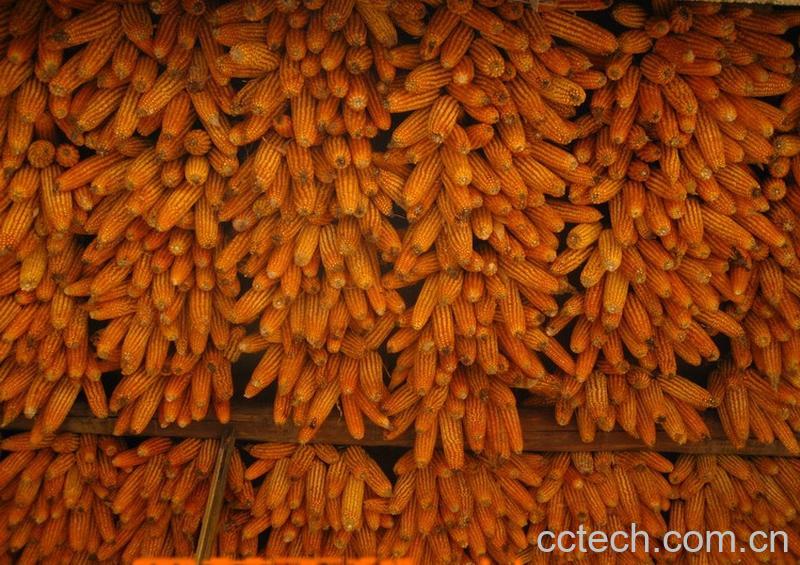 果蔬百科玉米-0