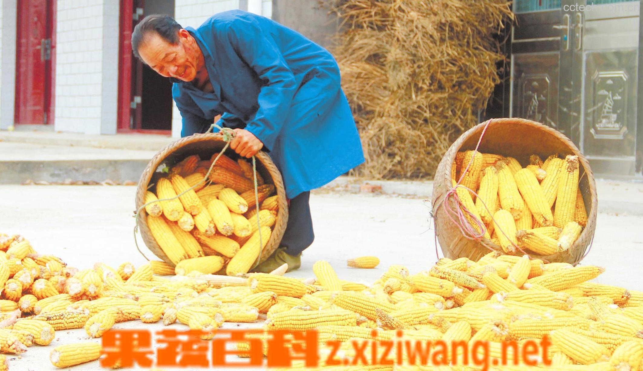 果蔬百科玉米-0