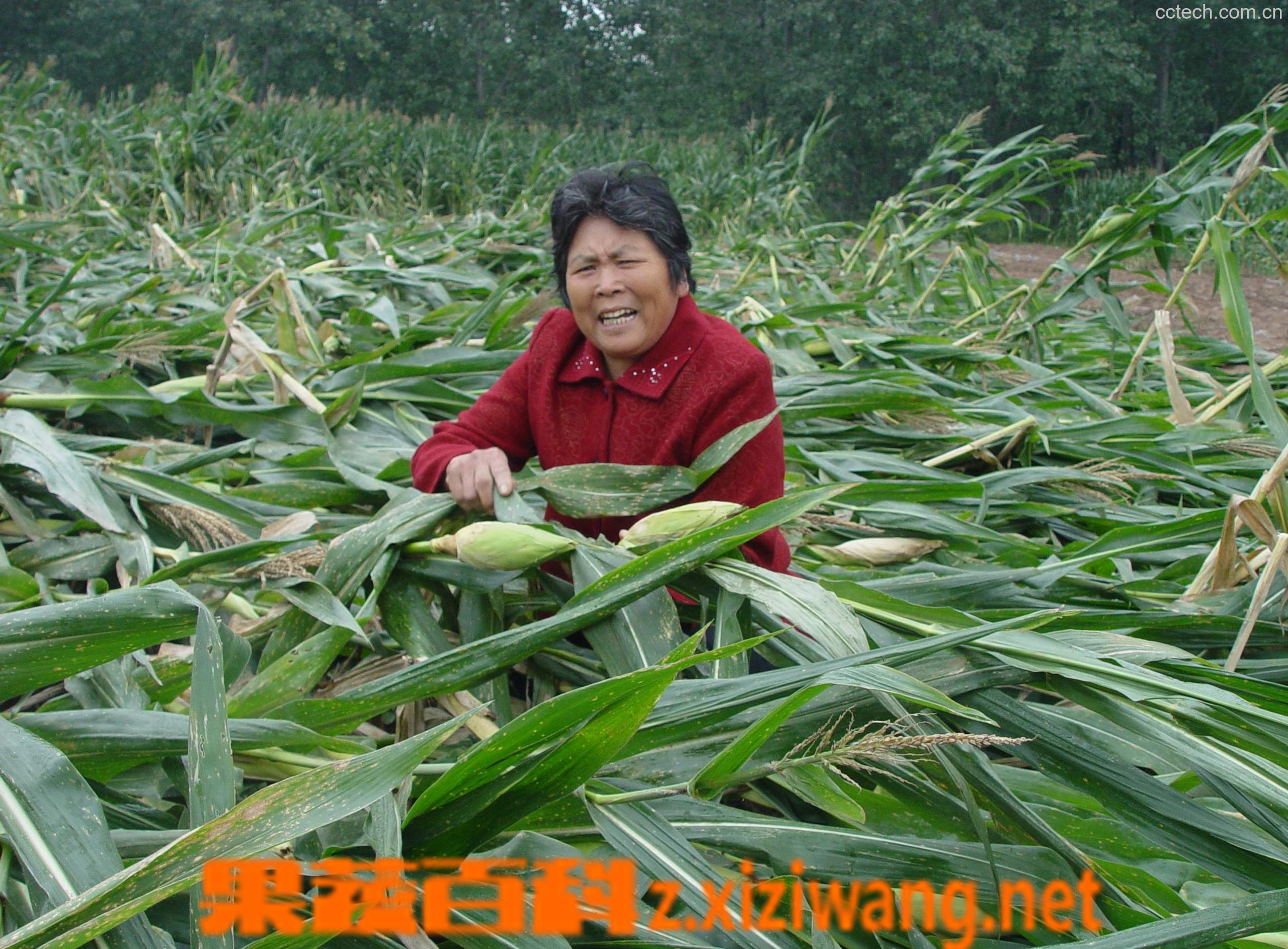 果蔬百科玉米-0