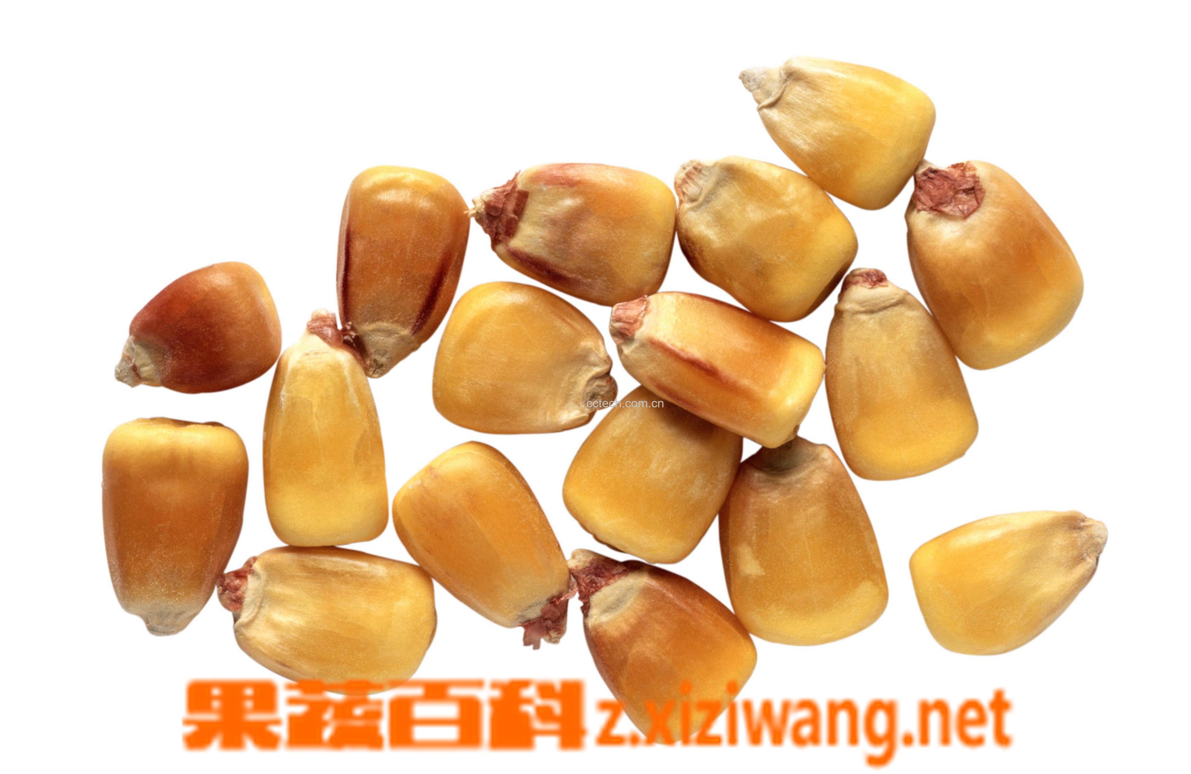 果蔬百科玉米-0