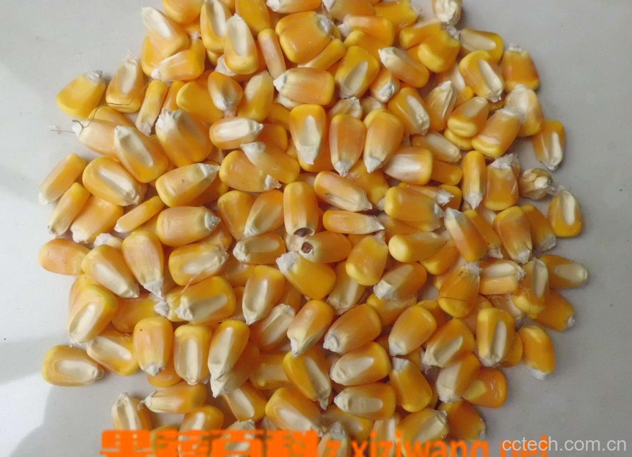 果蔬百科玉米-0