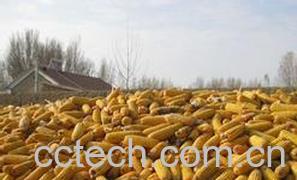 果蔬百科玉米-0