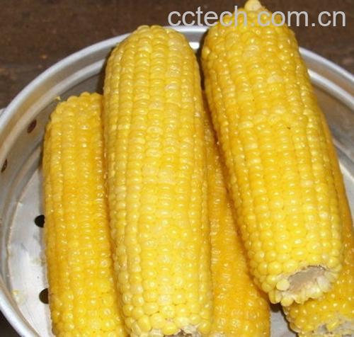 果蔬百科玉米-0