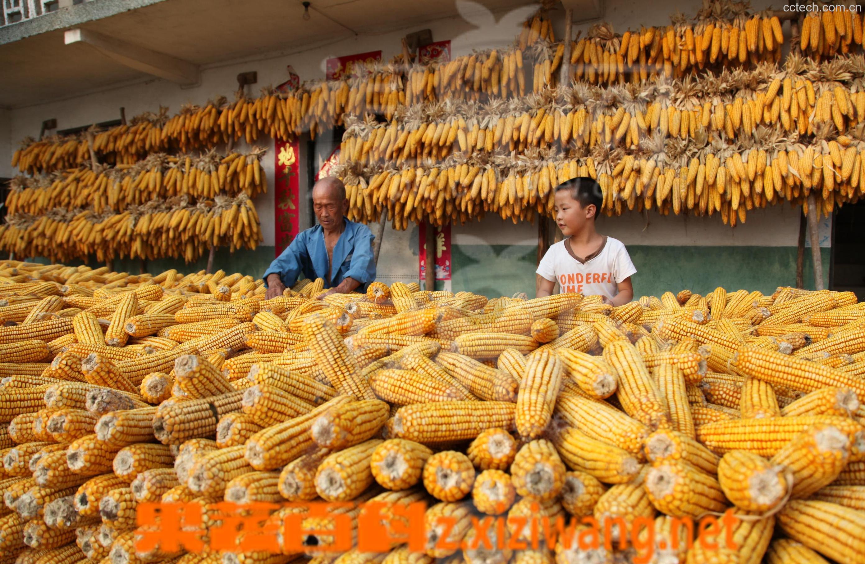 果蔬百科玉米-0