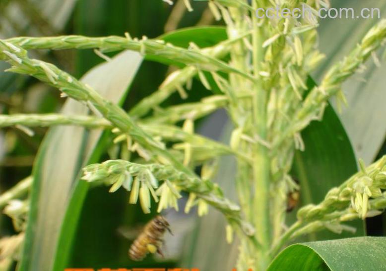 果蔬百科玉米秸秆-0