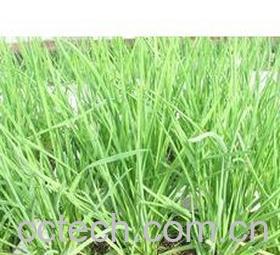 果蔬百科蒜苗-0