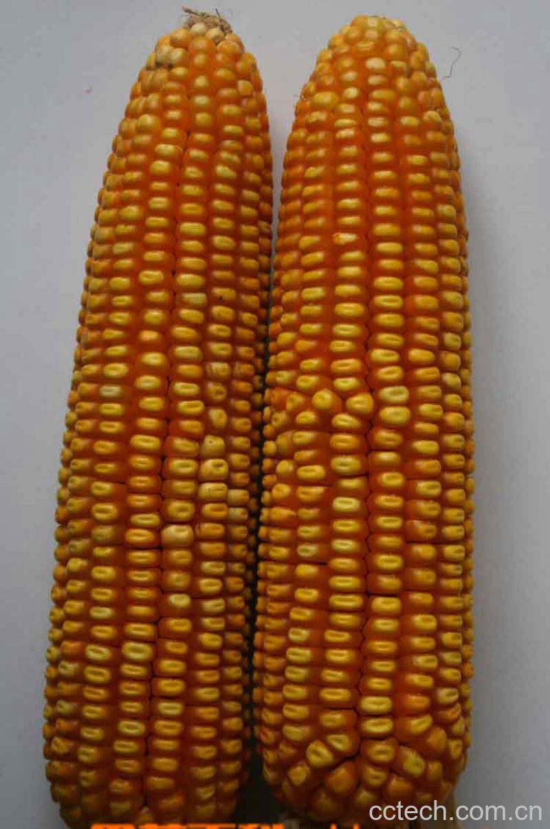果蔬百科玉米-0