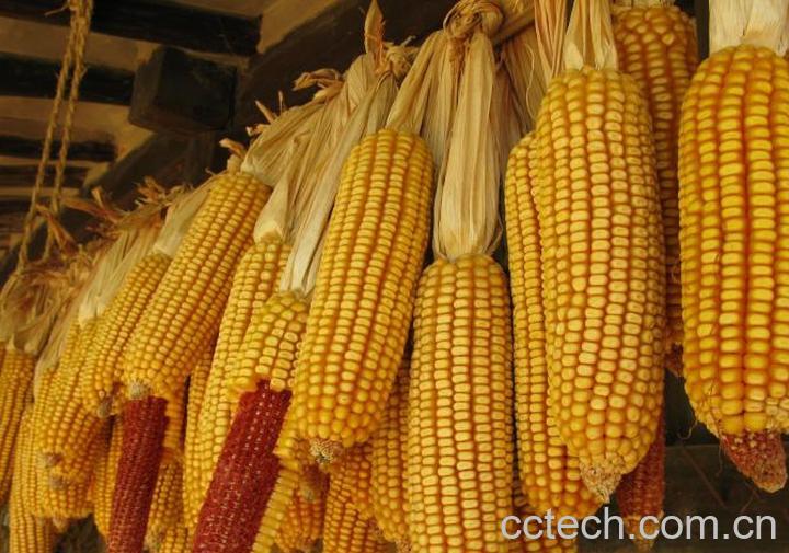 果蔬百科玉米-0