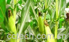 果蔬百科春玉米-0