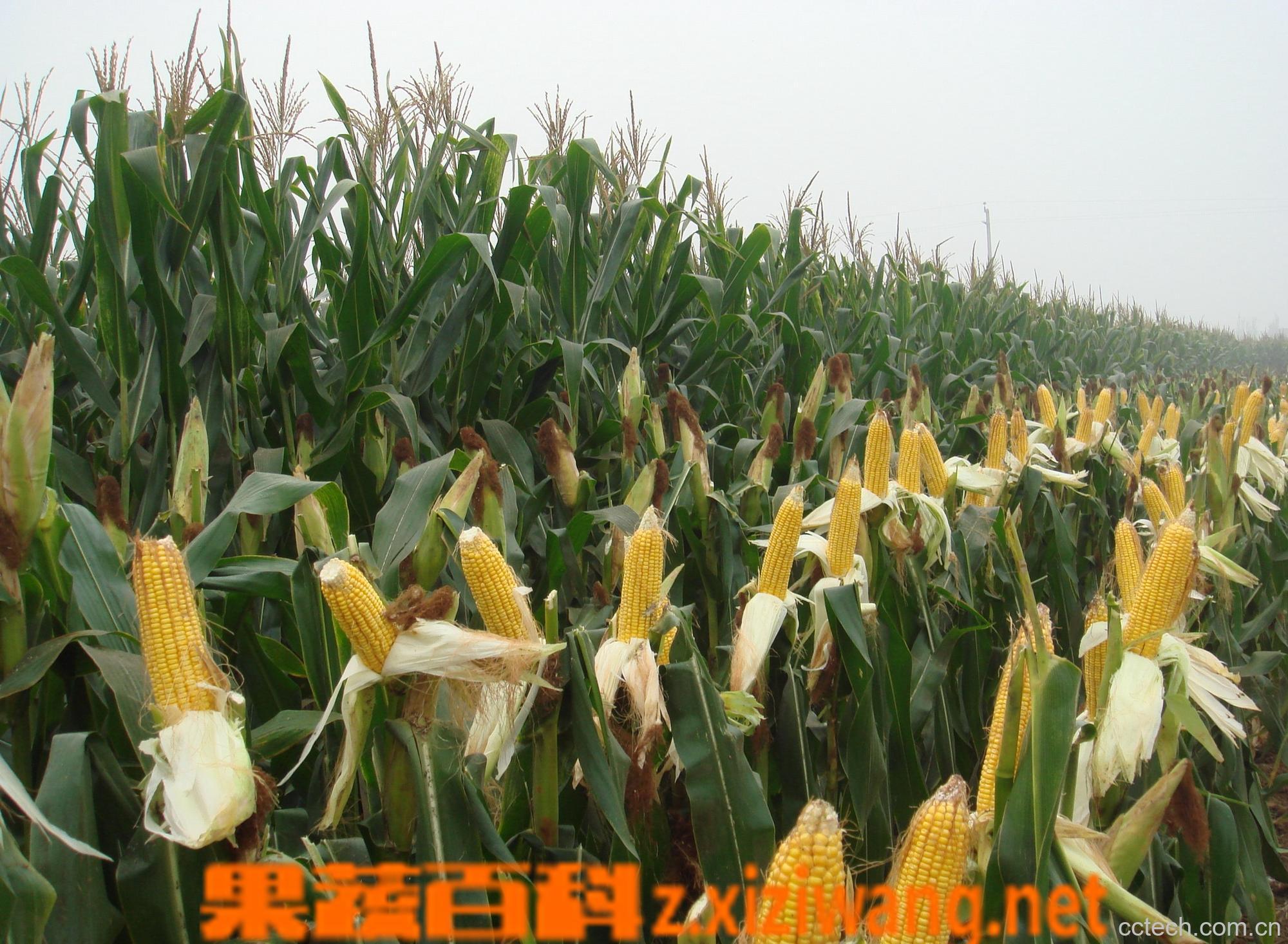 果蔬百科玉米-0
