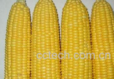 果蔬百科玉米-0