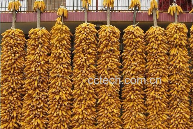 果蔬百科玉米-0