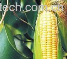 果蔬百科玉米-0