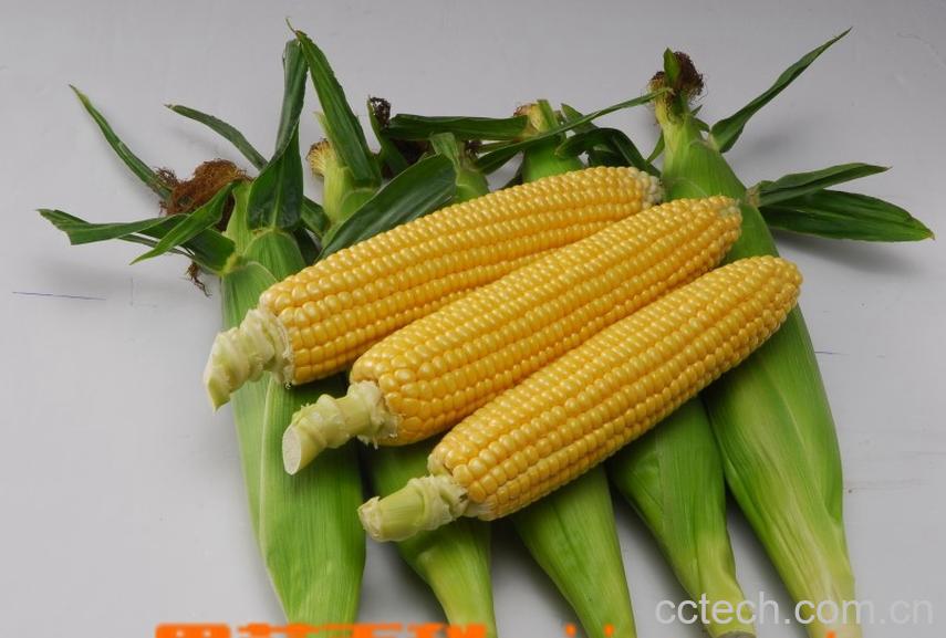 果蔬百科玉米-0