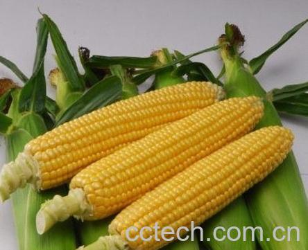 果蔬百科水果玉米-0