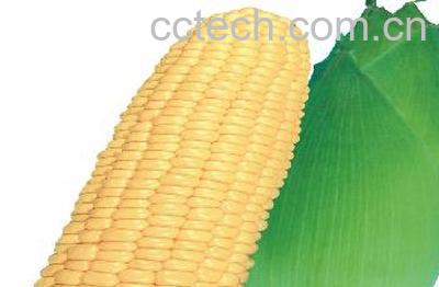 果蔬百科水果玉米-0