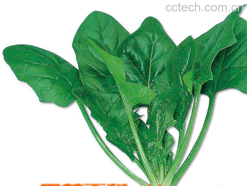 果蔬百科菠菜-0