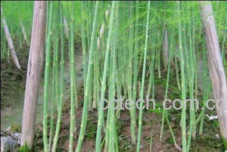 果蔬百科芦笋-0