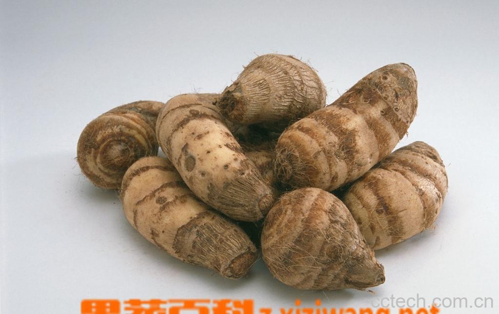 果蔬百科芋头-0