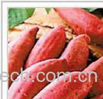 果蔬百科红薯-0