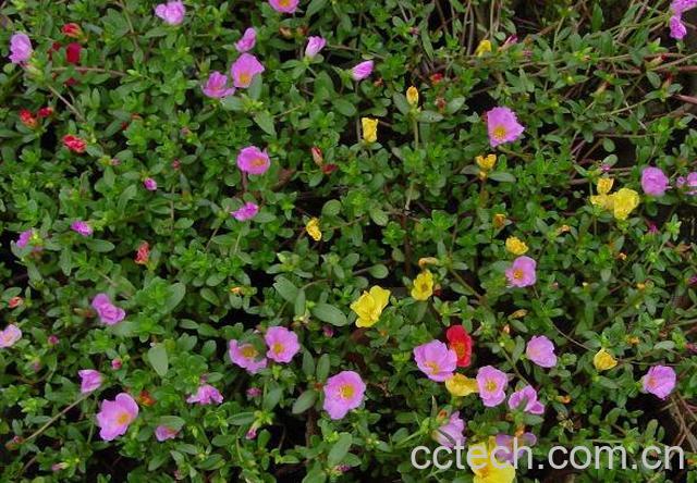 果蔬百科马齿苋-0